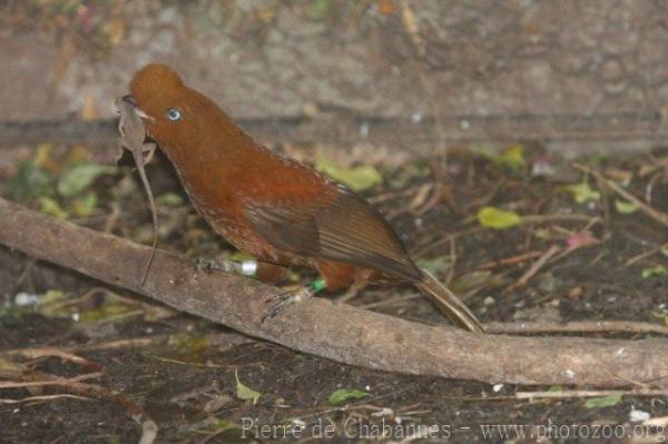 Andean cock-of-the-rock