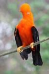 Andean cock-of-the-rock