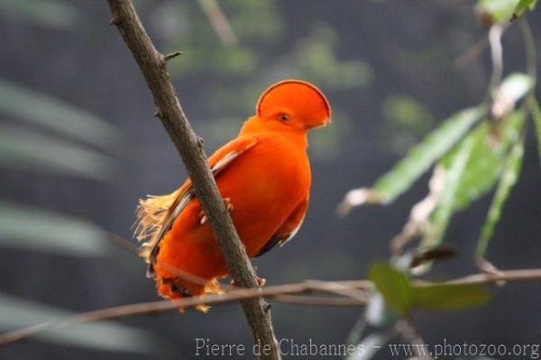 Guianan cock-of-the-rocks