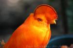 Guianan cock-of-the-rocks