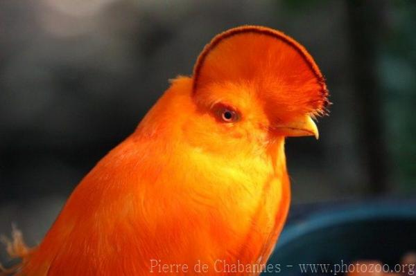 Guianan cock-of-the-rocks