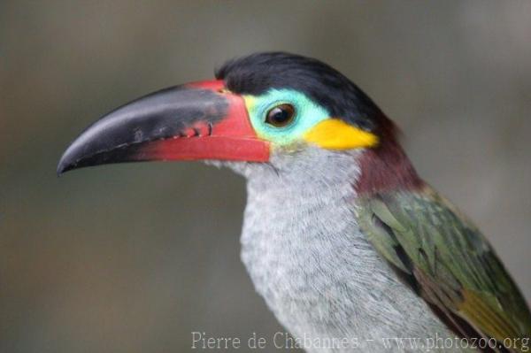 Guianan toucanet