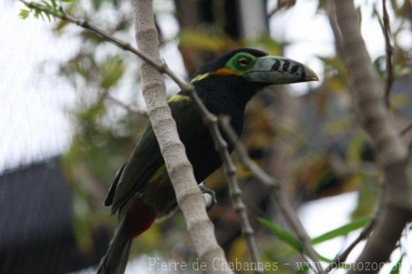 Spot-billed toucanet