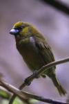 Prong-billed barbet