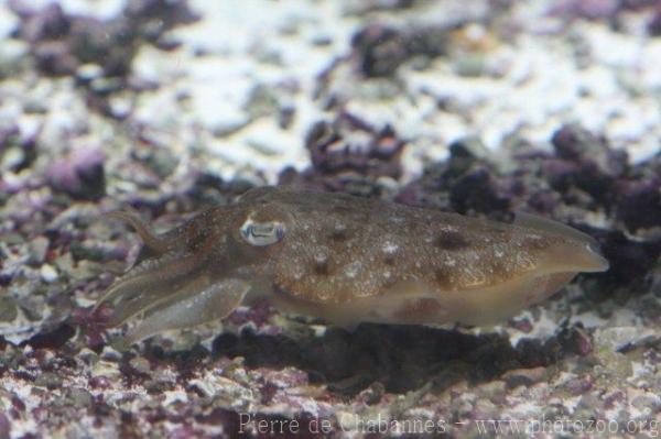 Broadclub cuttlefish *