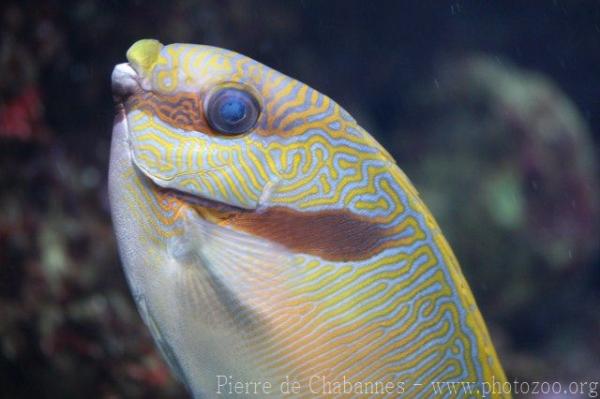 Barred spinefoot