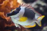 Magnificent rabbitfish