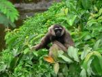 Müller's gibbon