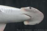 Bonnethead shark