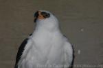 Black-and-white hawk-eagle