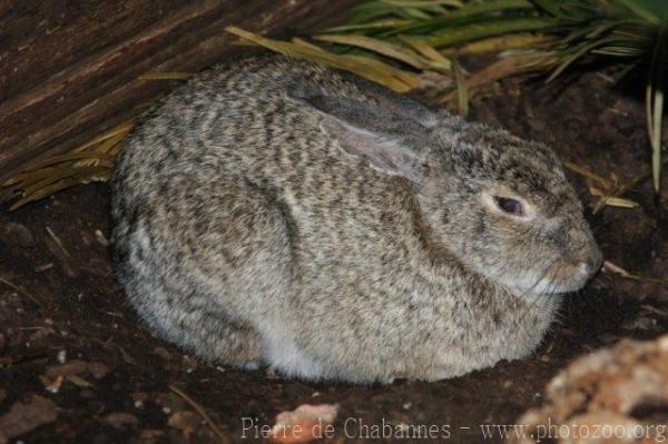 Desert cottontail