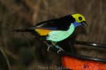 Paradise tanager