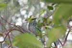 Speckled tanager