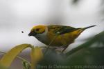 Silver-throated tanager