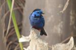 Opal-rumped tanager