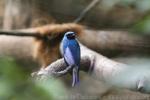 Swallow tanager