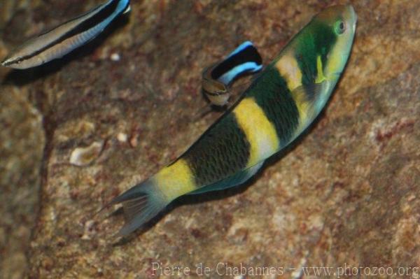 Blackbarred wrasse