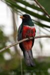 Black-tailed trogon