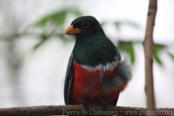 Black-tailed trogon