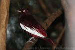 Pompadour cotinga