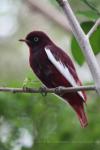 Pompadour cotinga