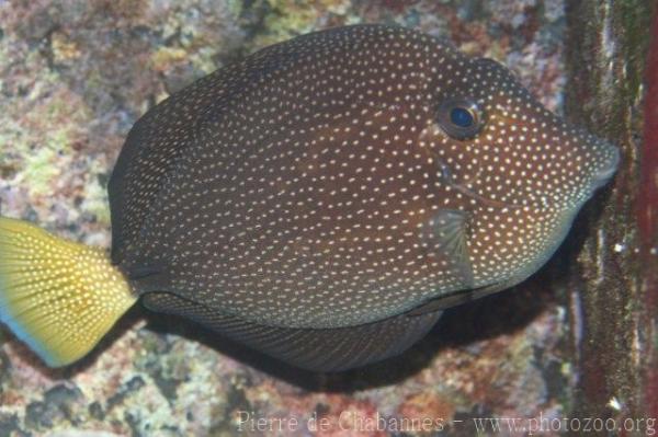 Spotted tang