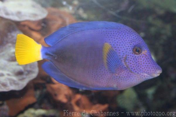 Yellowtail tang