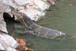 Common water monitor