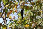 Greater racket-tailed drongo