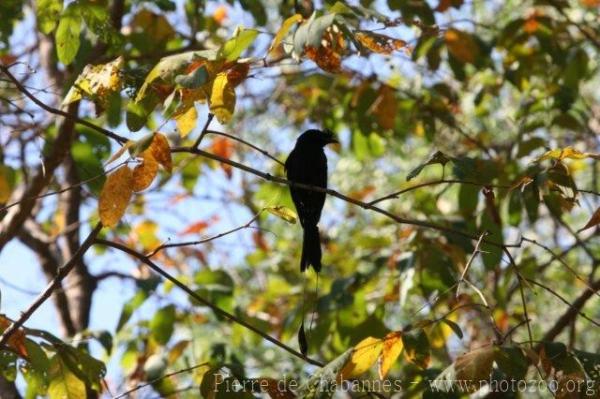 Greater racket-tailed drongo