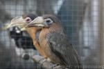 Austen's brown hornbill