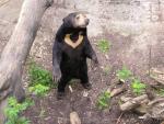 Malayan sun bear *