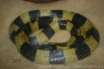 Banded krait
