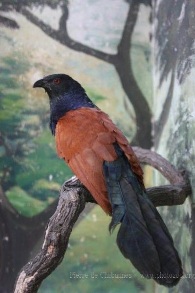 Greater coucal