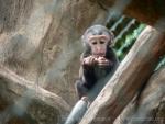 Heck's macaque