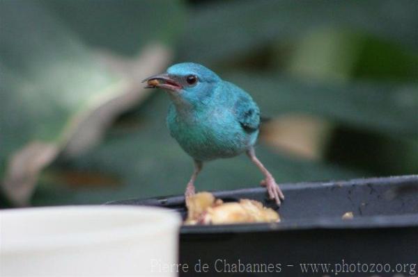 Blue dacnis