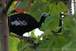 Blue-throated piping-guan