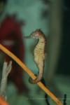 Longnose seahorse