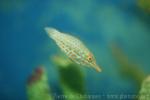 Harlequin filefish