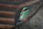 Common green magpie