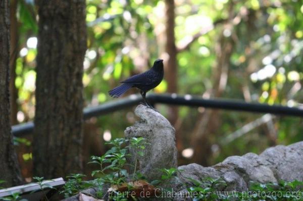 Blue whistling-thrush