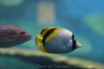 Lined butterflyfish