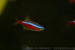 Cardinal tetra