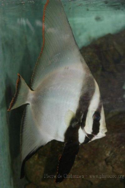 Dusky batfish