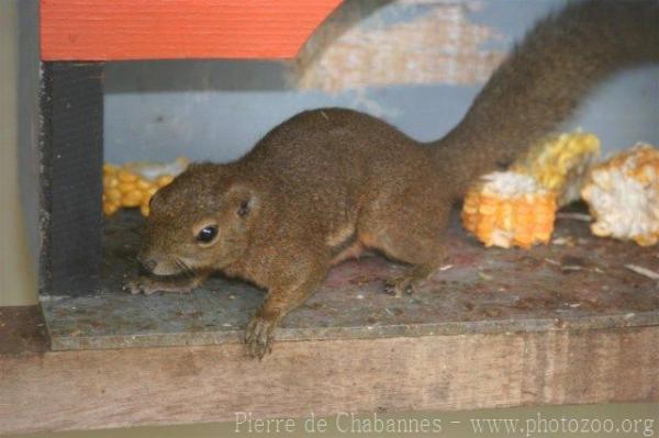 Black-striped squirrel *