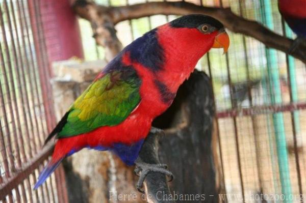 Black-capped lory