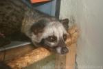 Sunda palm civet *