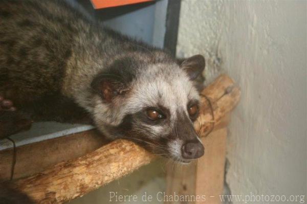 Sunda palm civet *