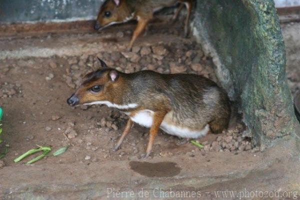 Javan mousedeer