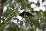 Common birdwing